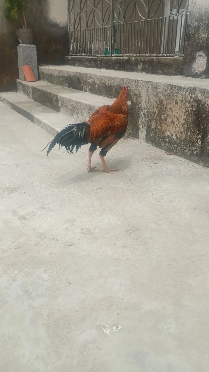 Galo coca muito lindo  - Foto 2