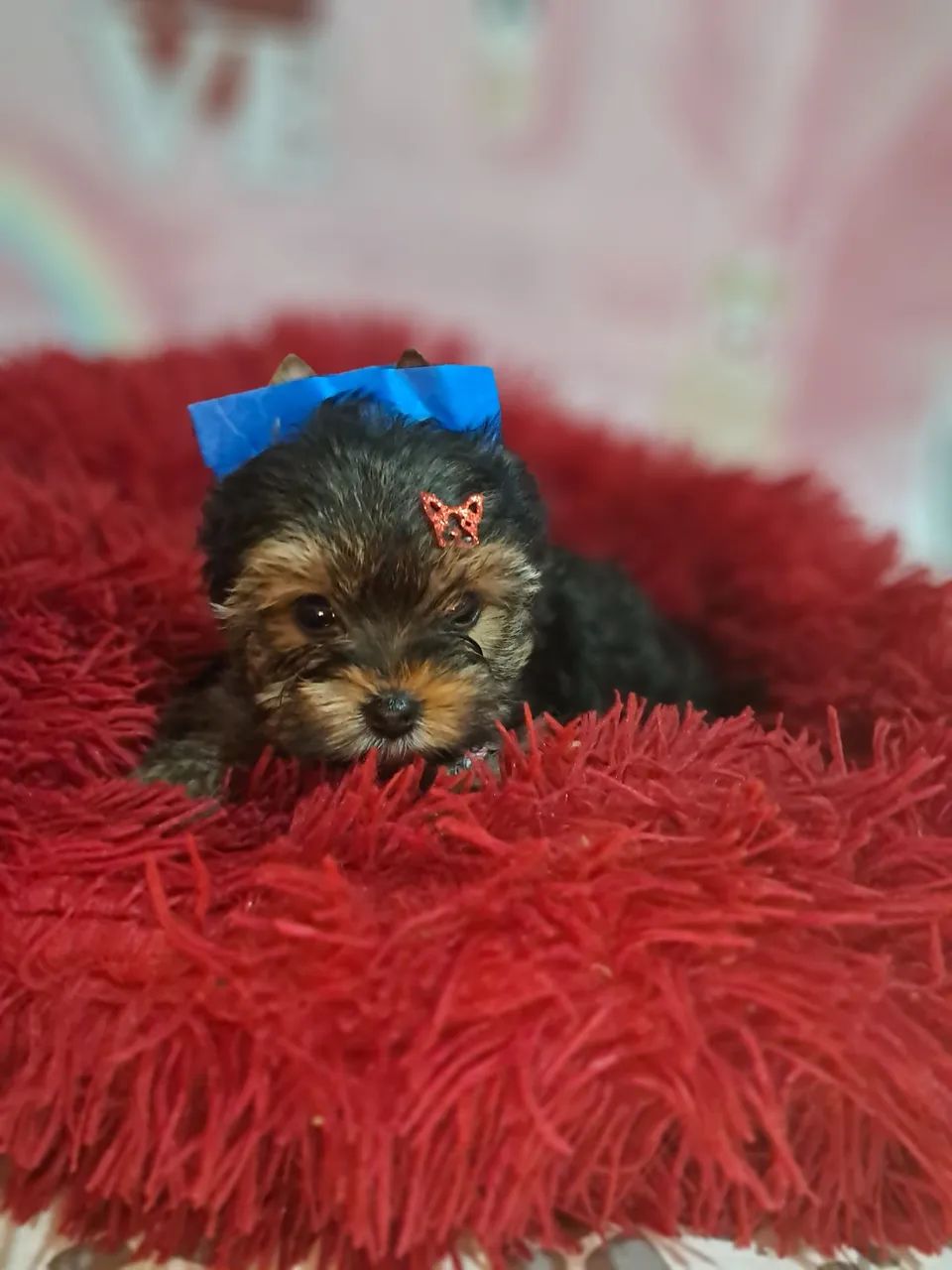 Yorkshire mini terrier macho - Foto 2