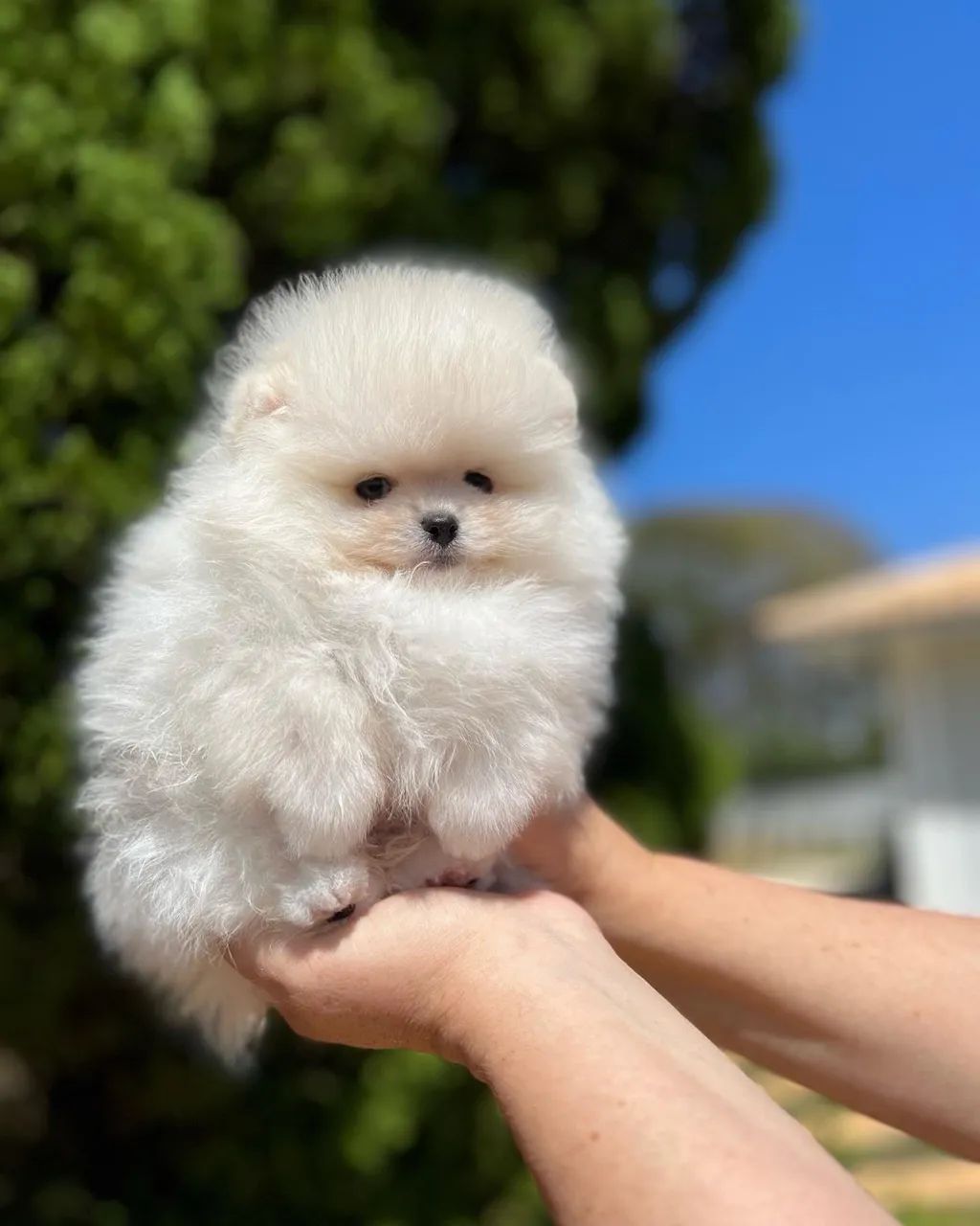 SPITZ alemão macho e fêmea 