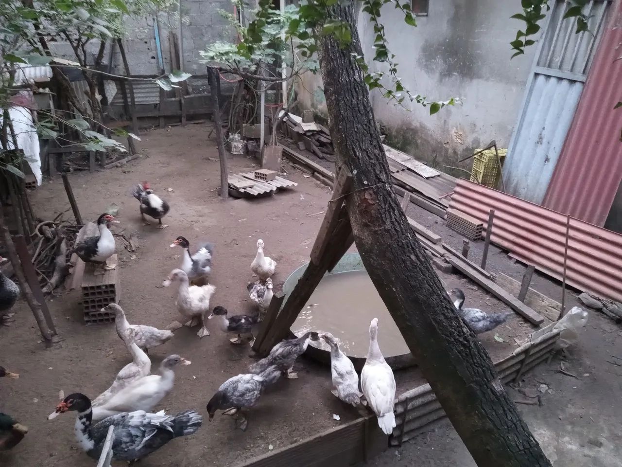 Patos  - Foto 2