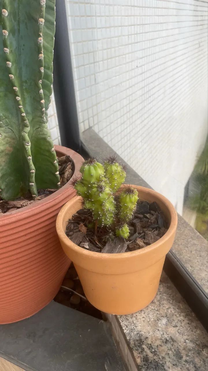 Cactus  - Foto 3