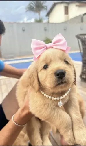 Doação de cachorro - Foto 2