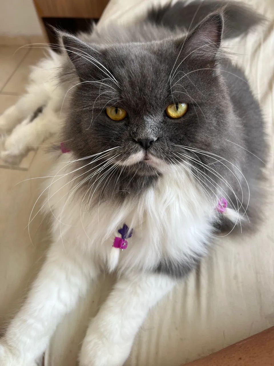 Gato persa - Foto 3