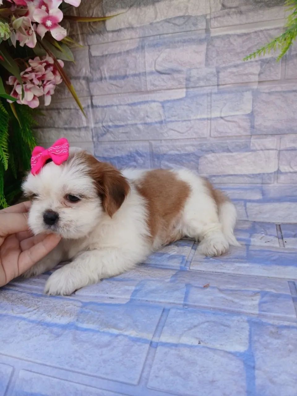 Shihtzu lindas - Foto 2
