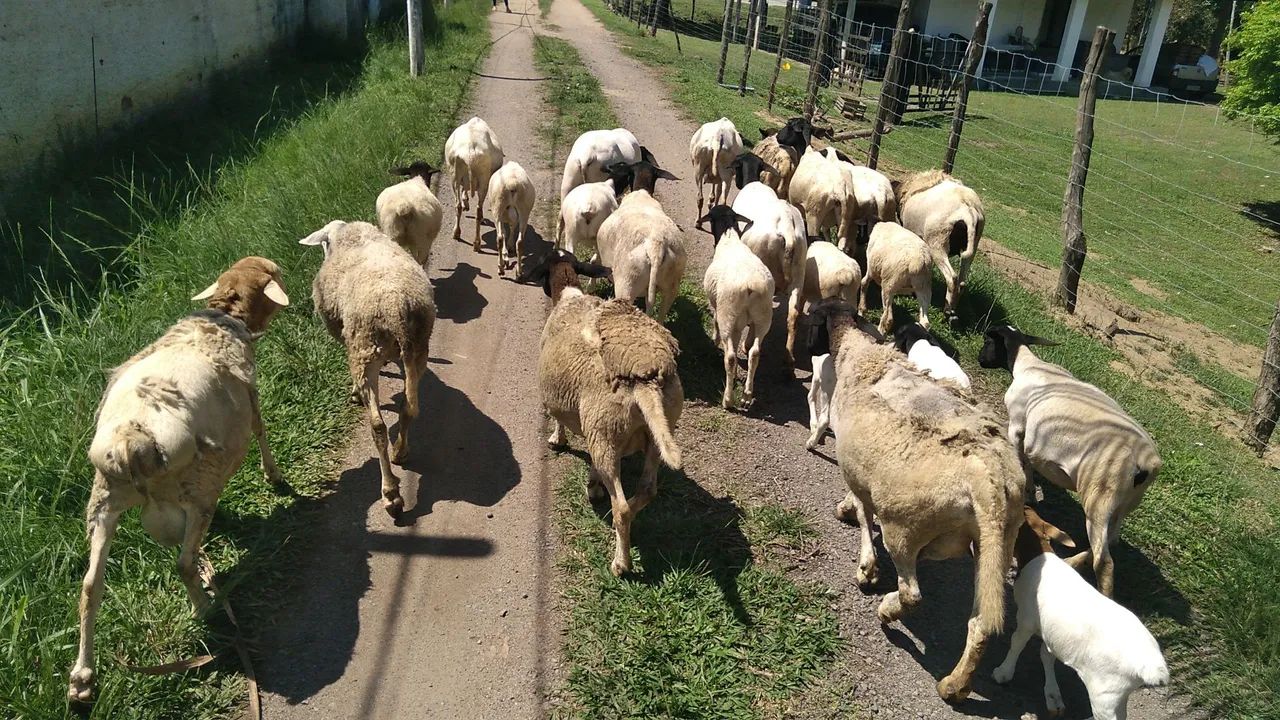 Carneiro Dorper 