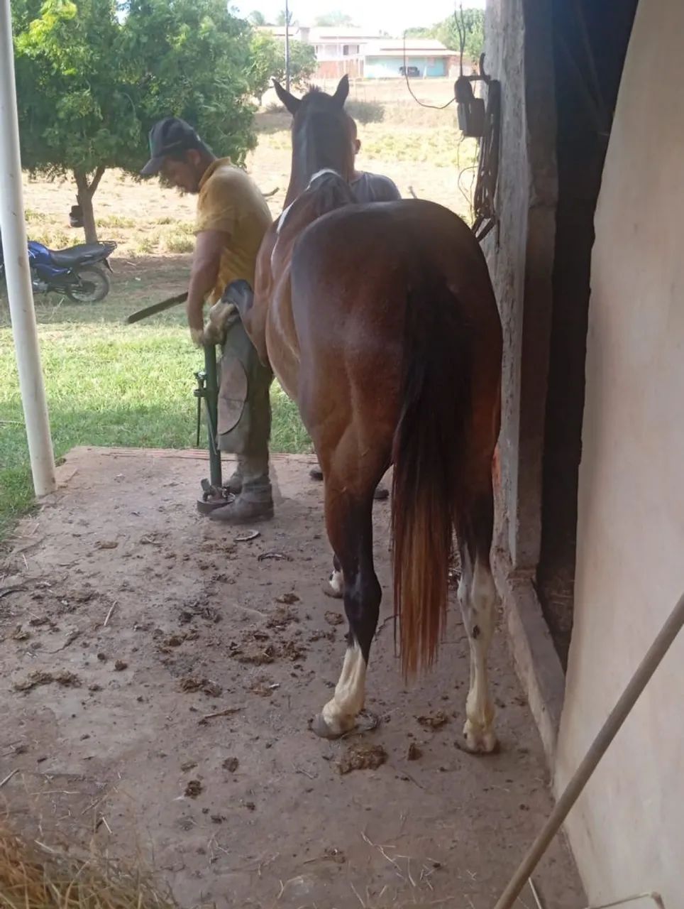 Cavalo penthose  - Foto 3