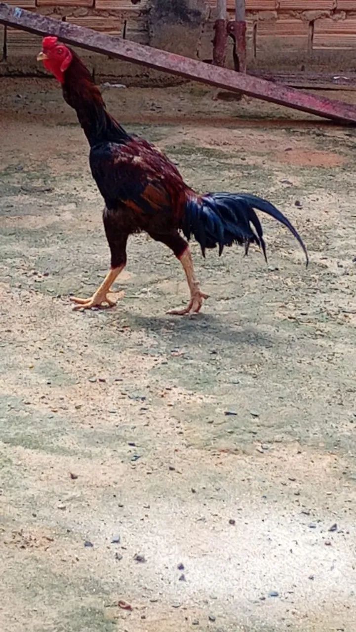 Vende se galo  - Foto 3