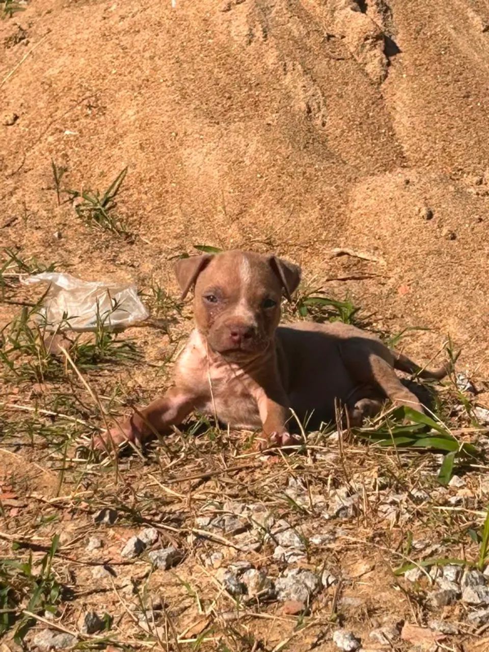 Filhotes de Pitbull 