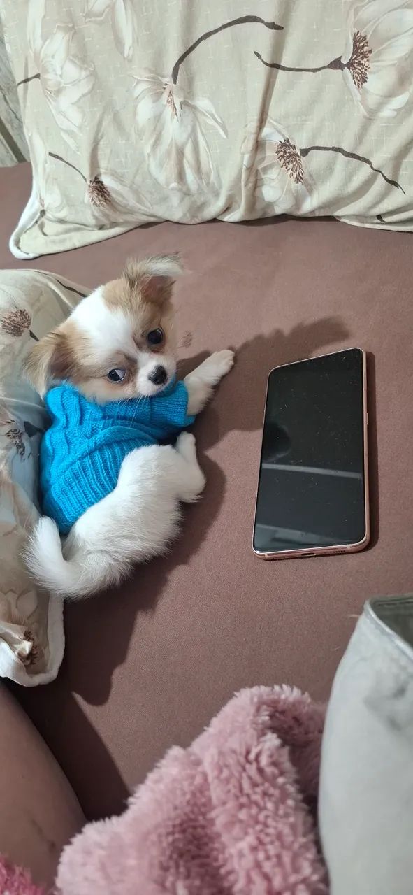  Ultimo Macho de chihuahua  bem mini - Foto 4