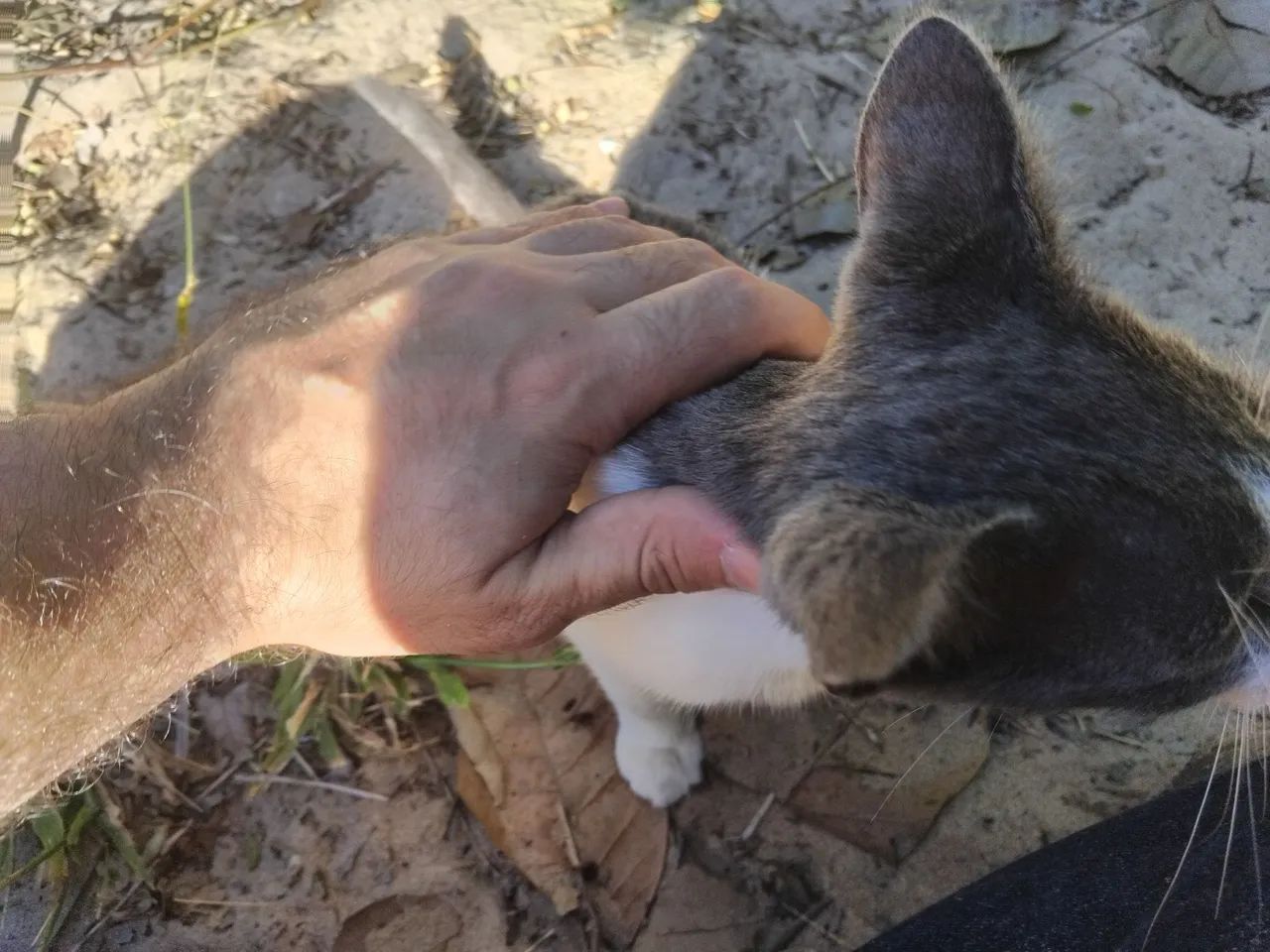 Gatinha linda e danada para adoção responsável  - Foto 5