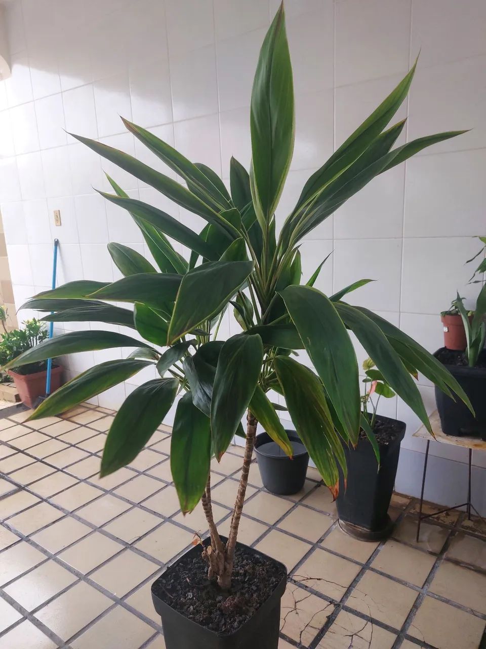 Planta dracaena arborea