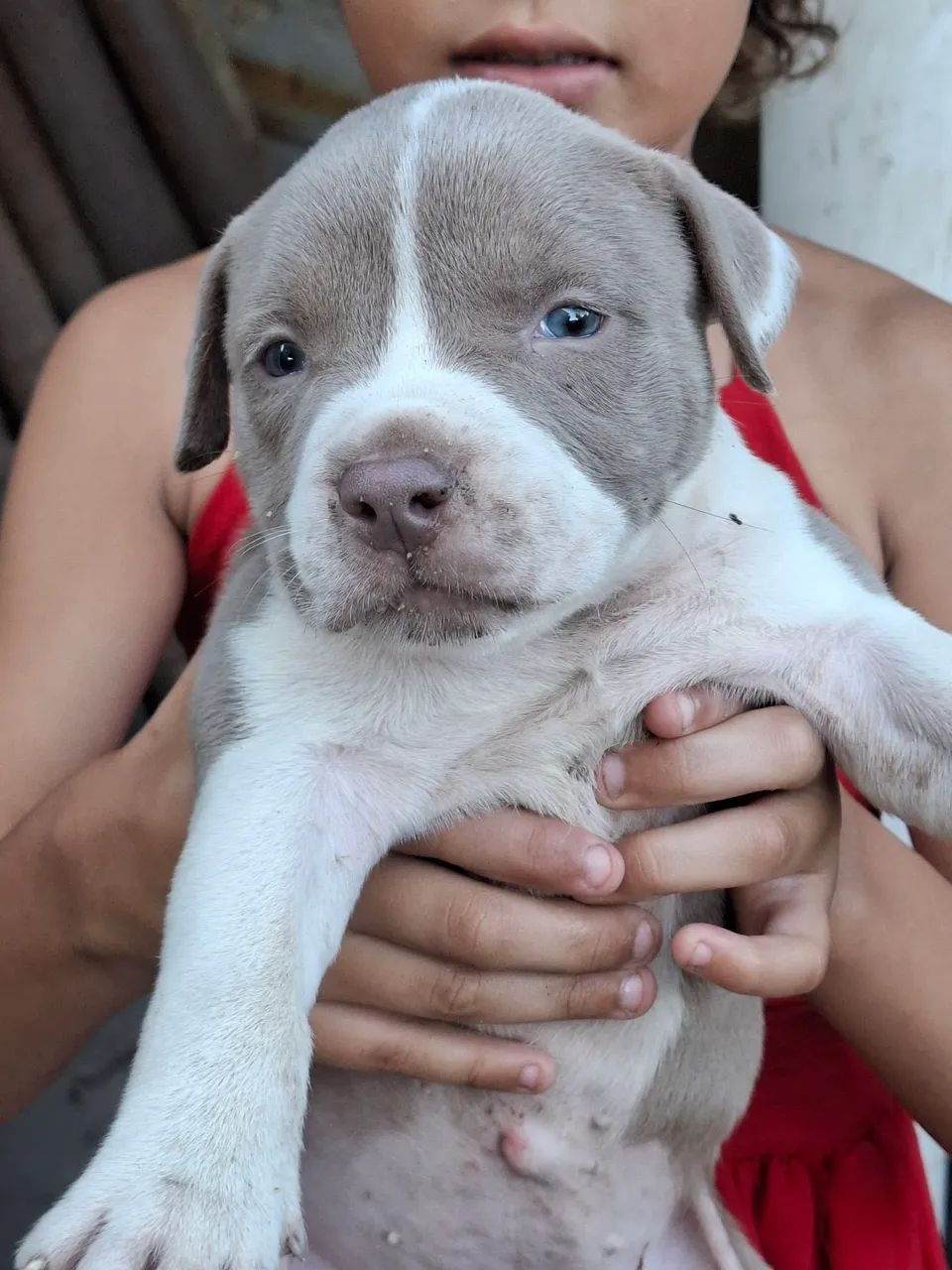 Filhote de American bully standard - Foto 3