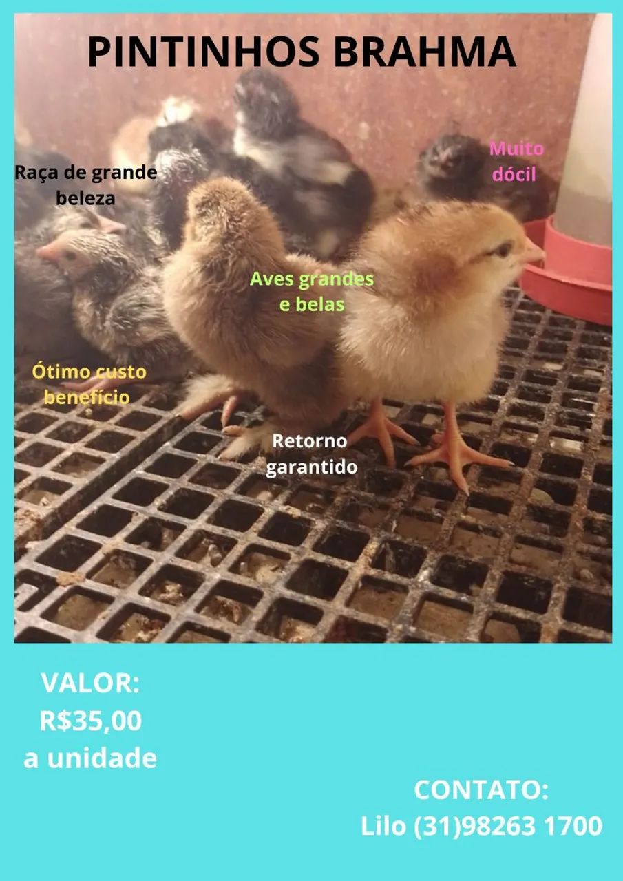 PINTINHOS BRAHMA - Foto 4