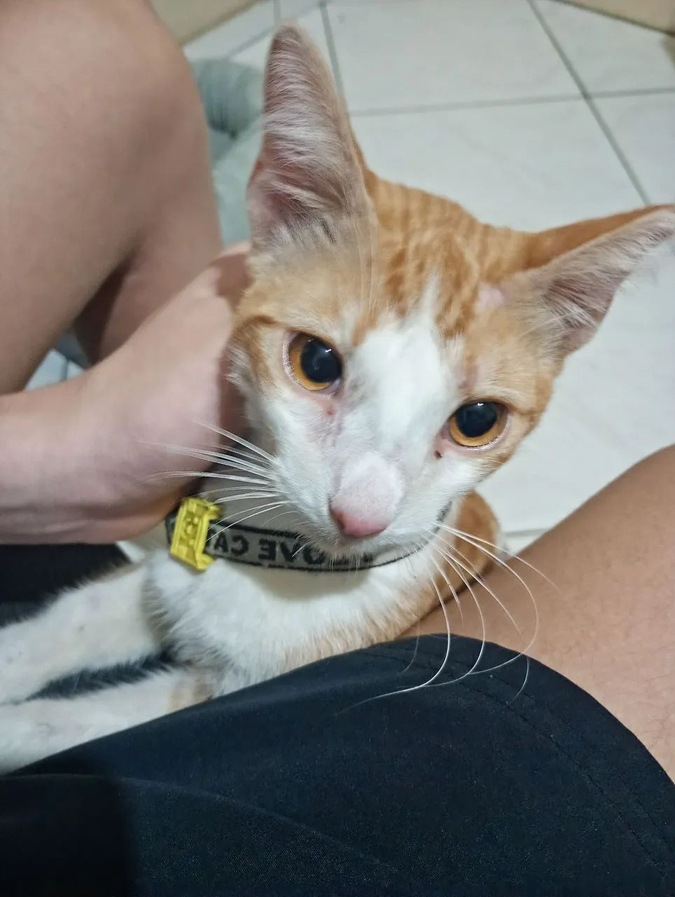Gato 