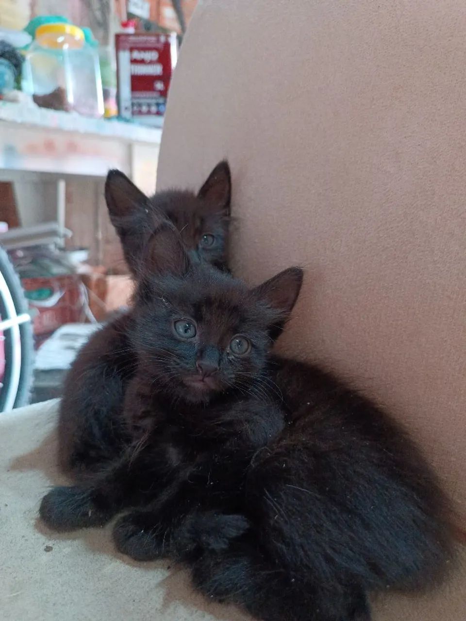 Adote um Gatinho e ganhei 1 caminha e 1 saco de ração p. - Foto 3