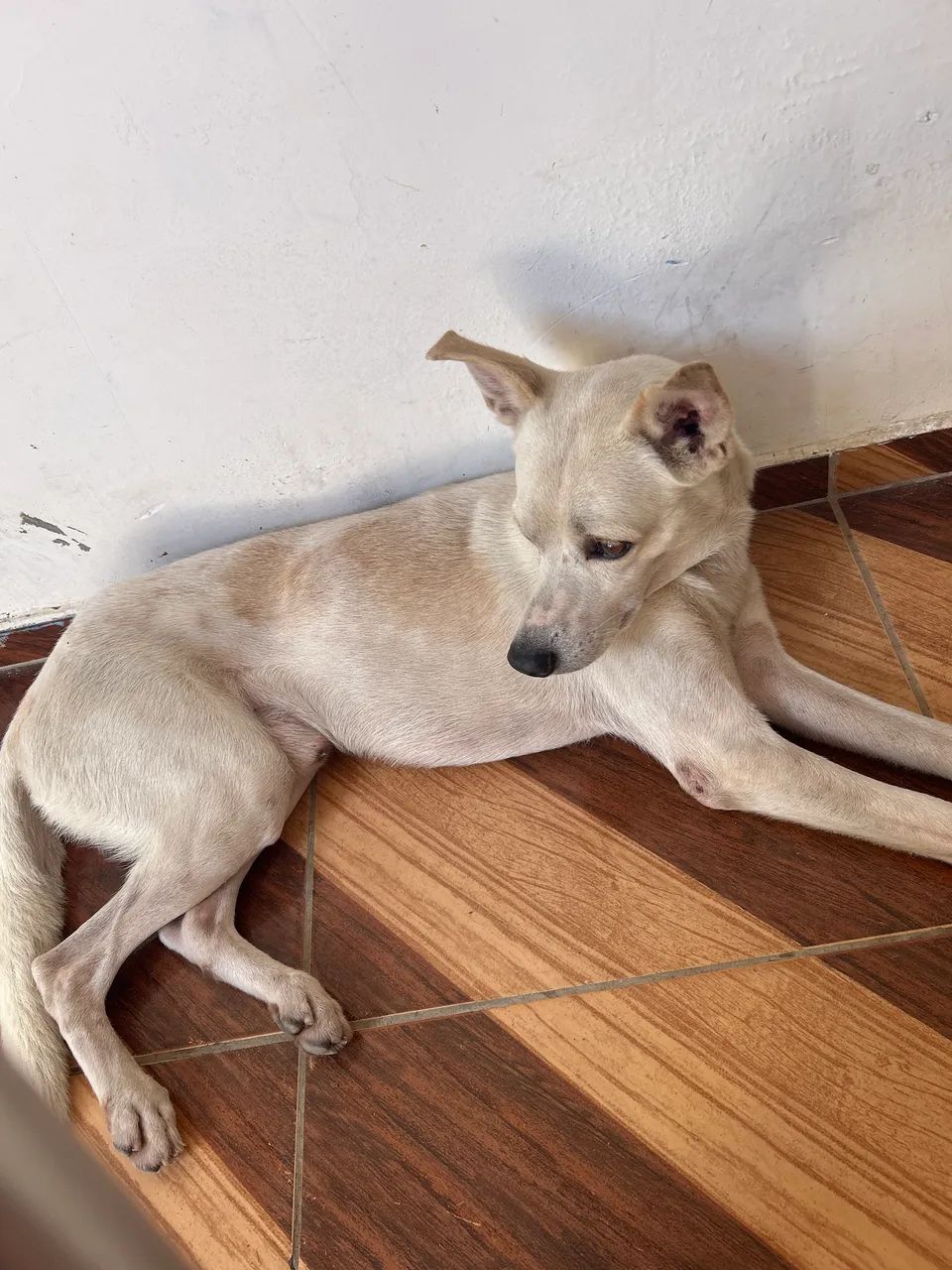 Cachorro 