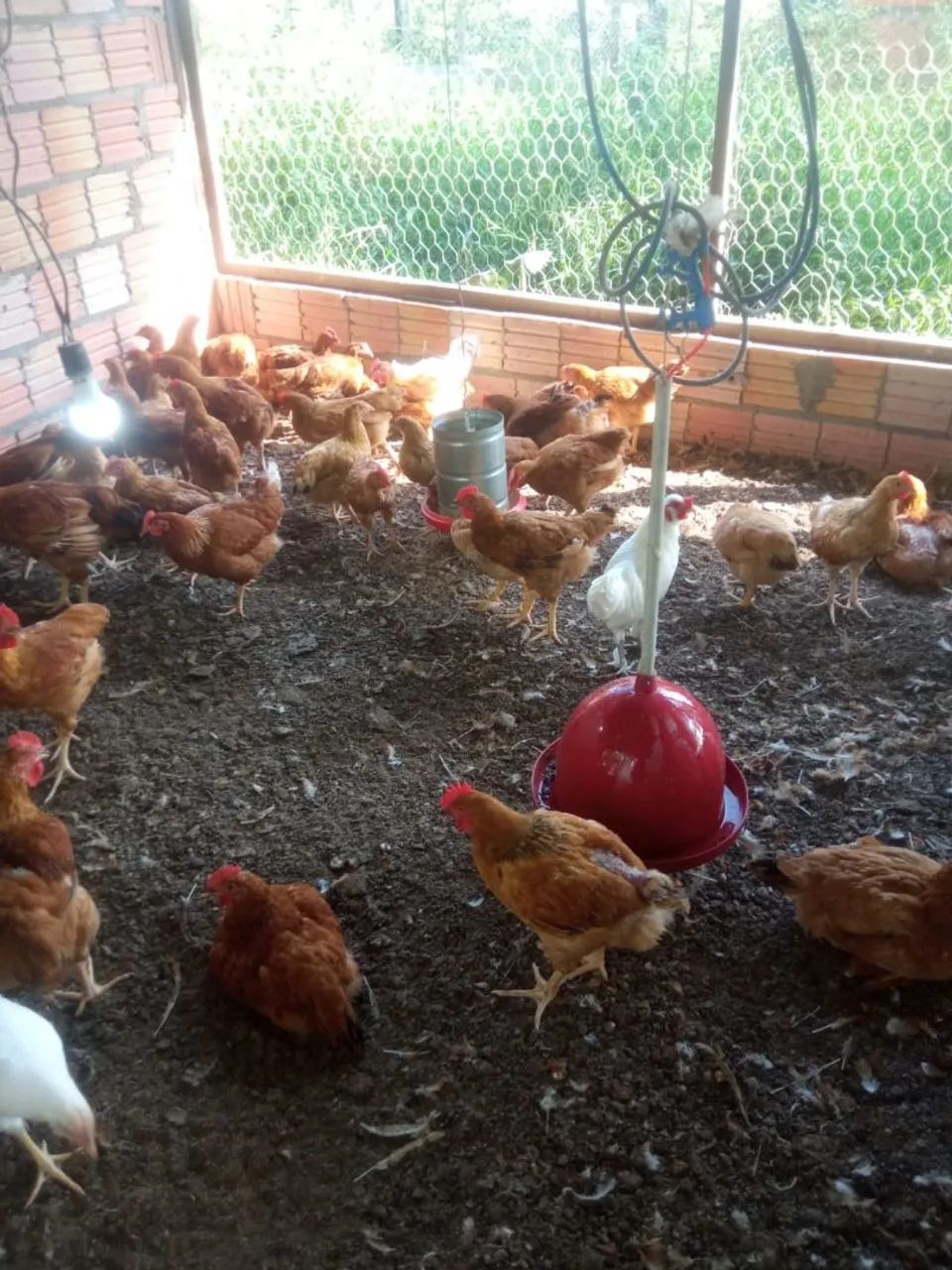 Mercantil Agro - Foto 4