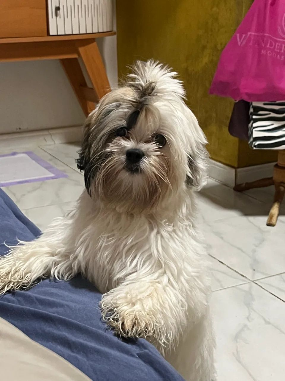 Shihtzu 