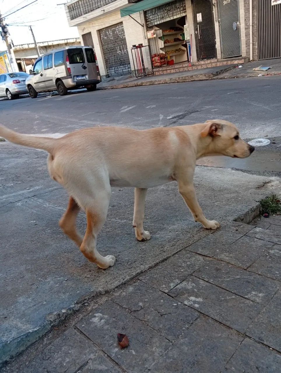Doação responsável  - Foto 2