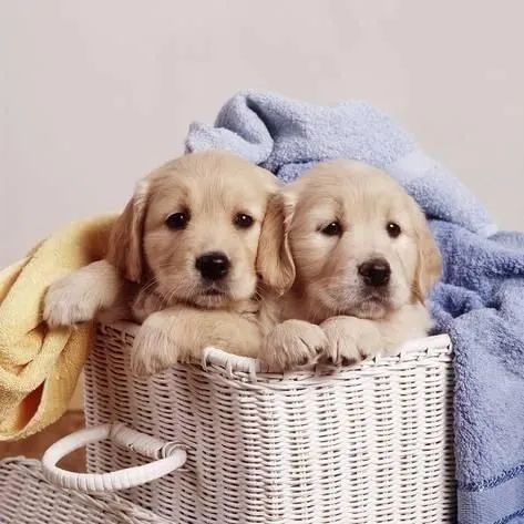 Golden Retriver Machos e Femeas