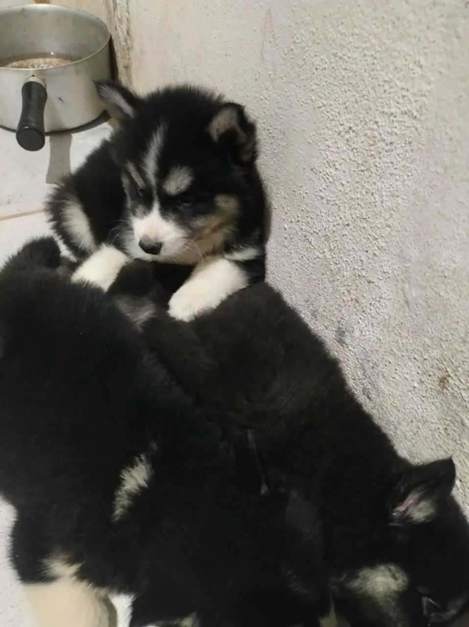 Husky Siberiano com Pedigree - Foto 4
