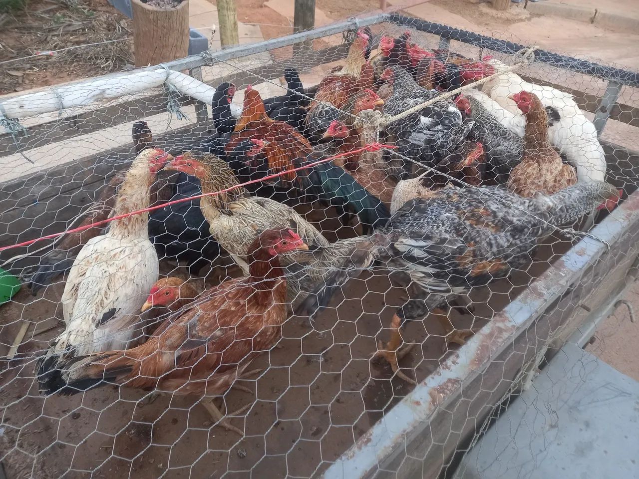 Galinhas e frangos - Foto 2