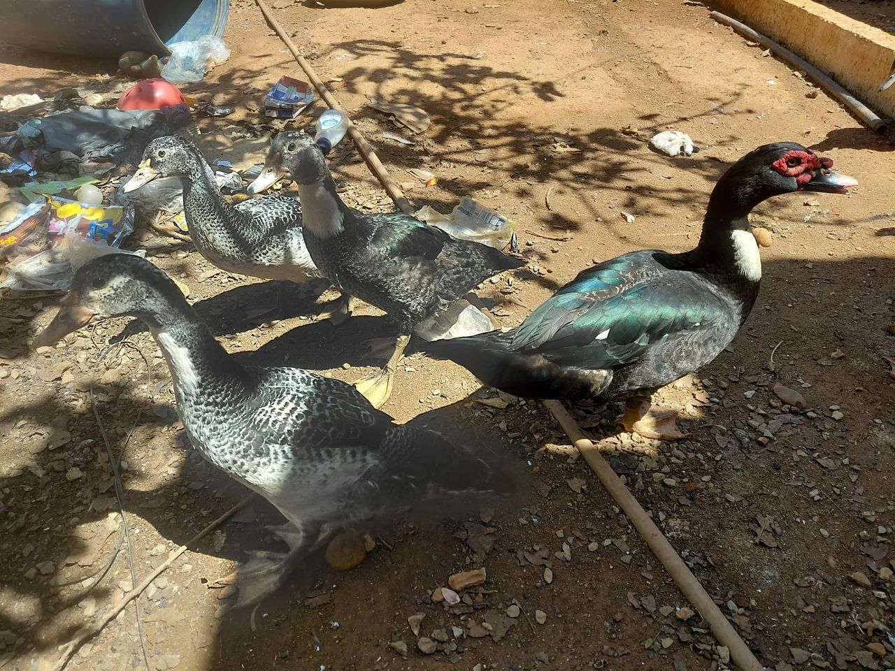 Patos  - Foto 4