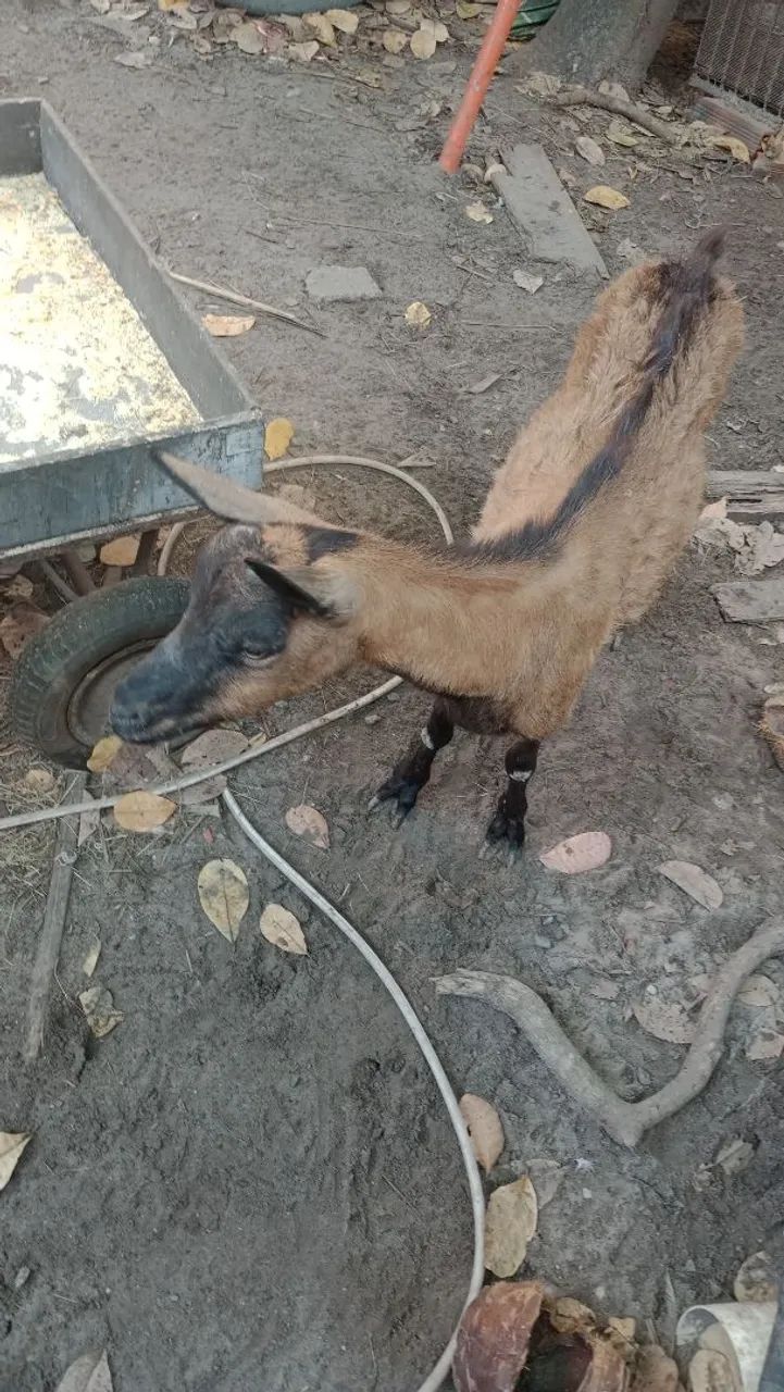 Cabra de leite 