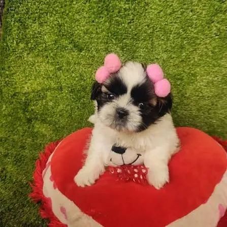 Shihtzu filhotes 