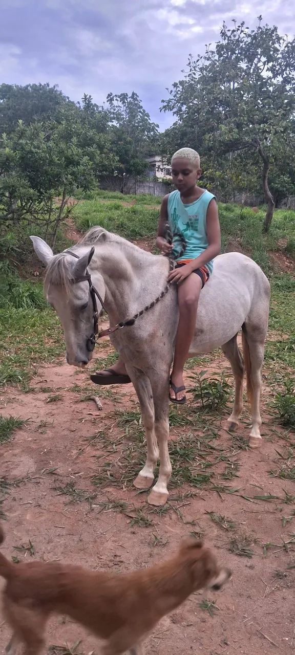 Vendo cavalo castrado marcha picada muito manso de menino andar esta com 3 anos - Foto 5