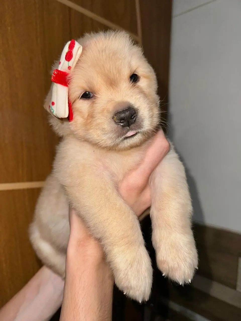 FILHOTES GOLDEN RETRIVER 