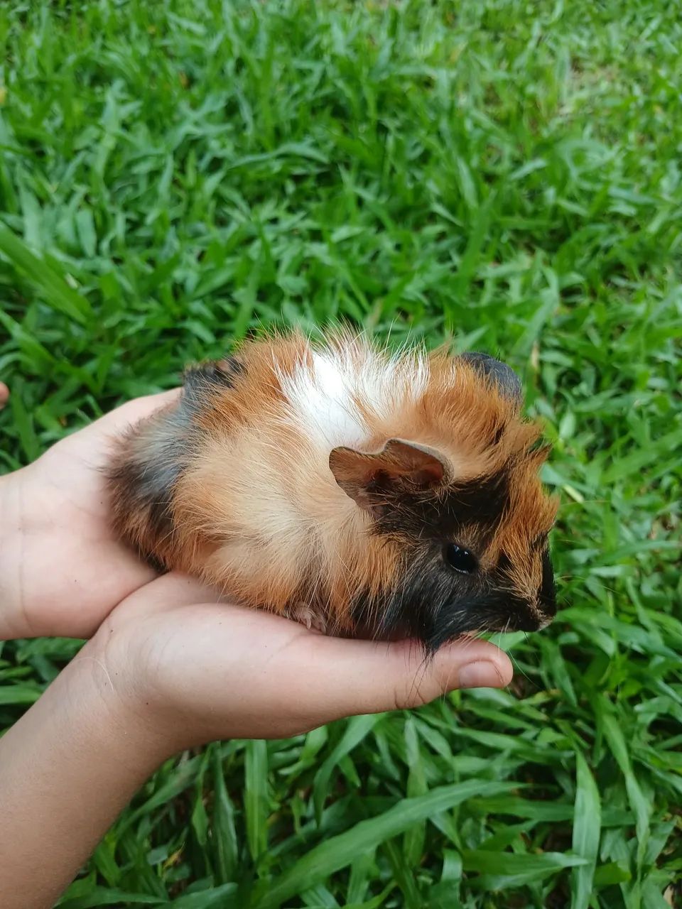 Porquinho da india. - Foto 2