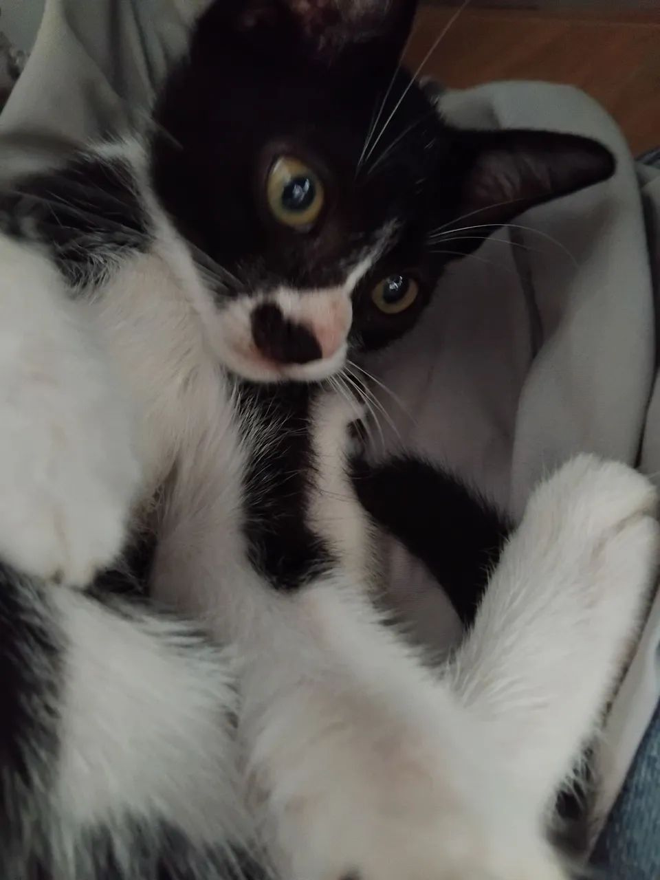 Adoção responsável - Foto 4