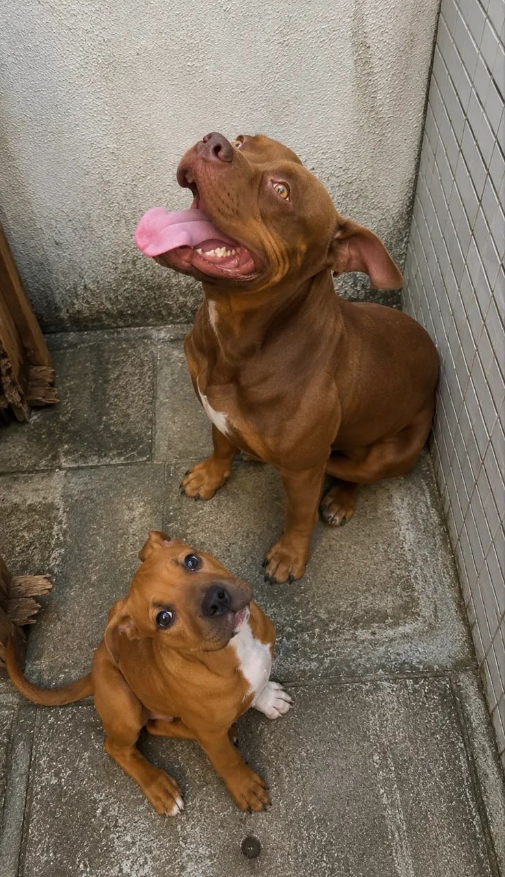 American Bully Pocket - Foto 2