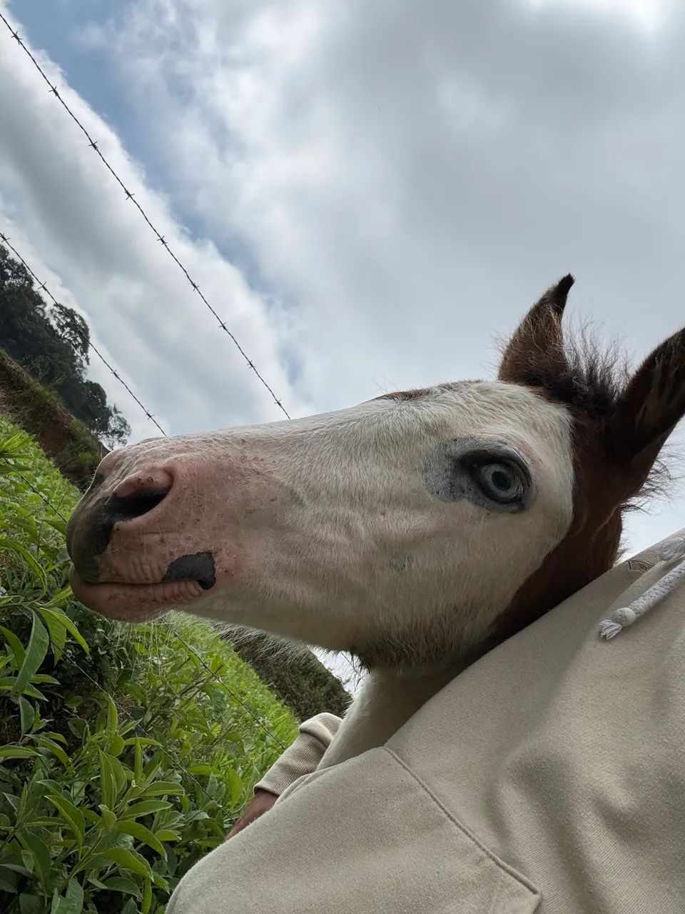 Potranca apartada 6 meses