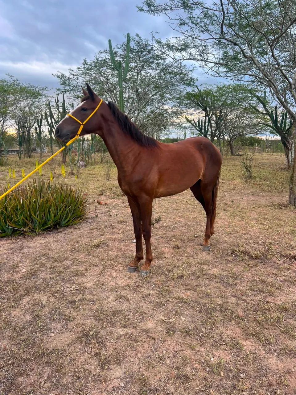 Cavalo Marcha Picada  - Foto 2