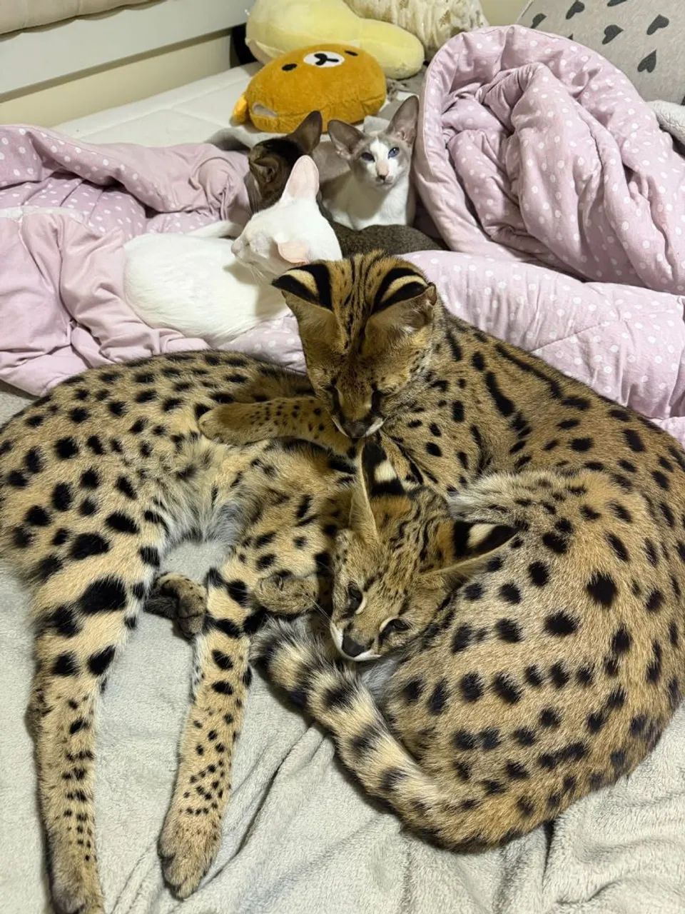 Savannah  - Foto 2