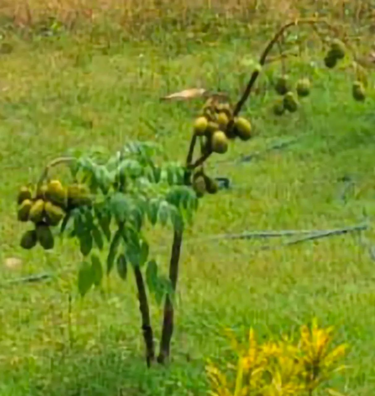 Muda de cajarana anã