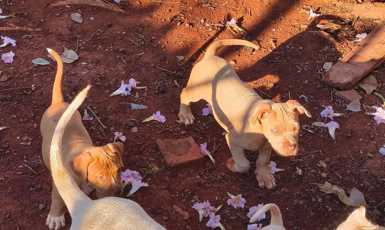 Filhotes de pitmonster com pedigree - Foto 2