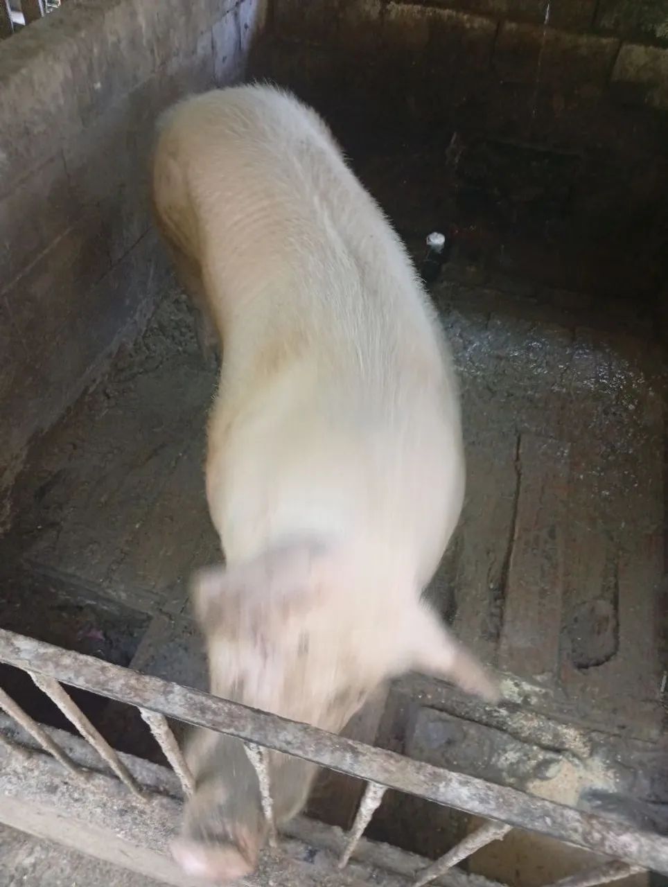 Vendo 7 Porcos diversos