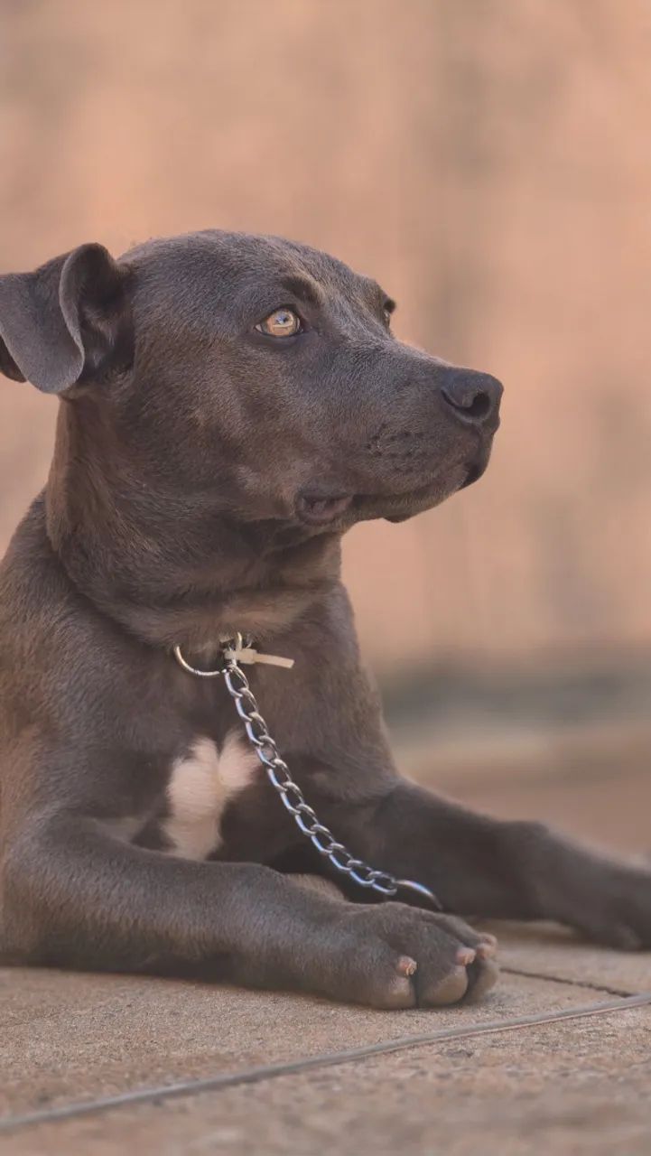 Filhote de Pit Bull  - Foto 3
