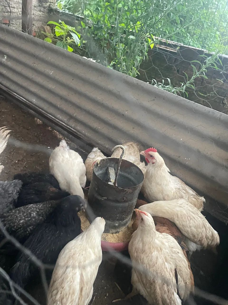 Galinha  - Foto 2