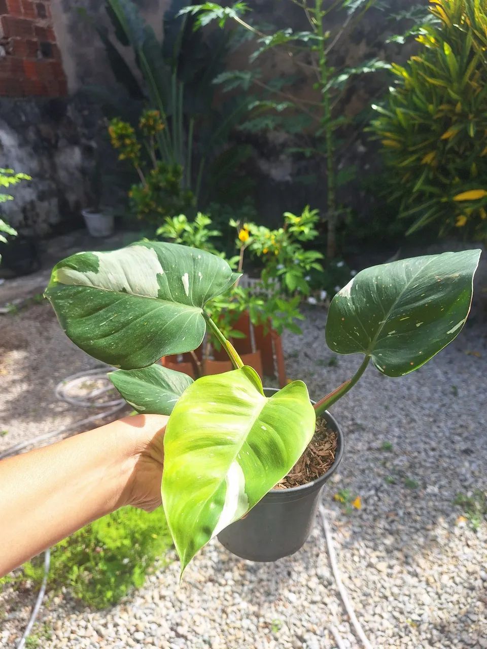 Vendo plantas  - Foto 2