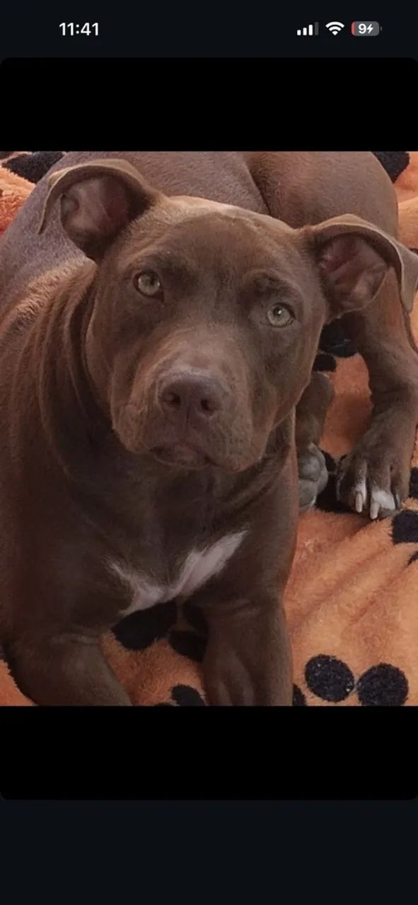 Pitbull american bully