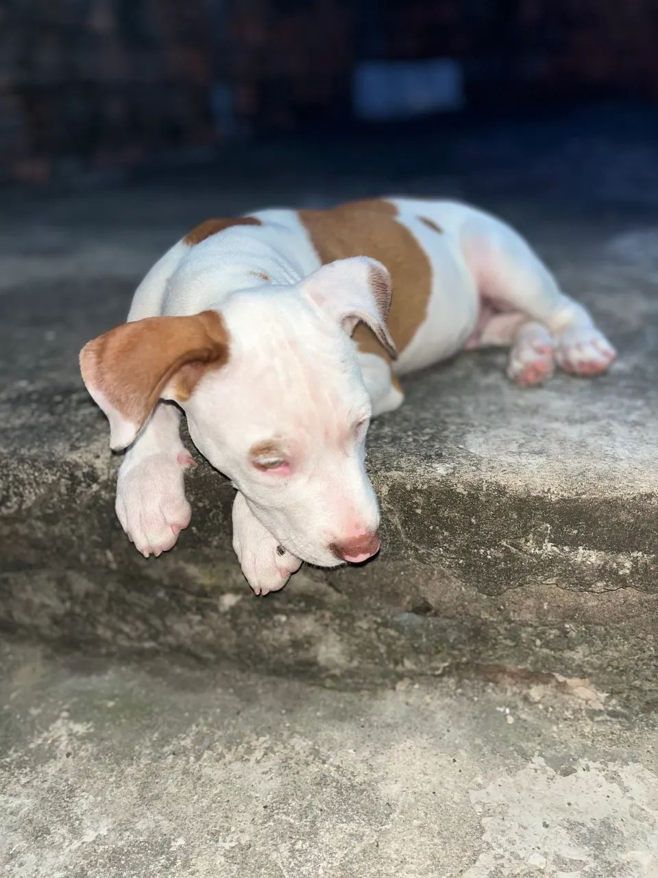 Pitbull  - Foto 2