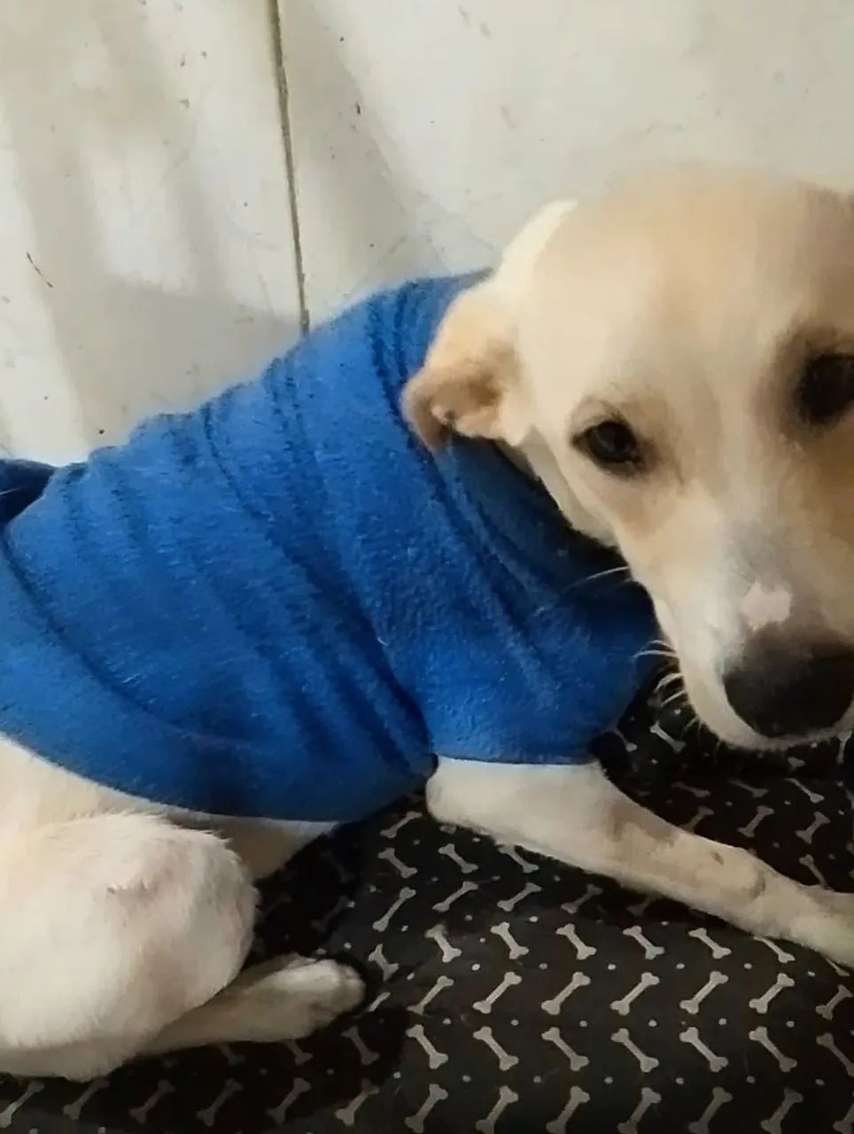 Adoção responsável  - Foto 3