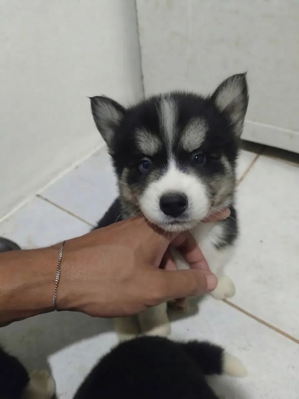 Husky Siberiano com Pedigree - Foto 2