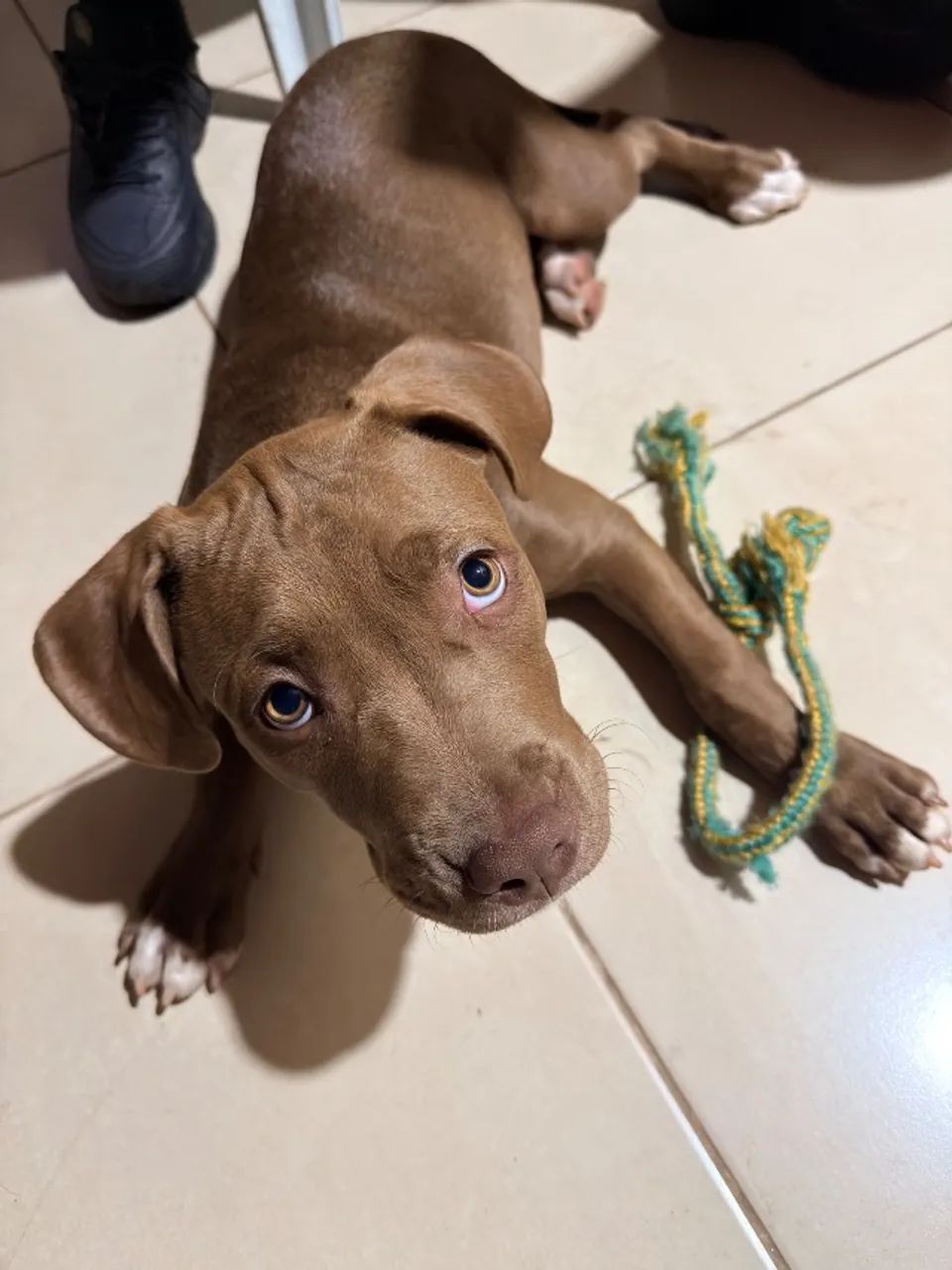 Pitbull 4 meses  - Foto 3