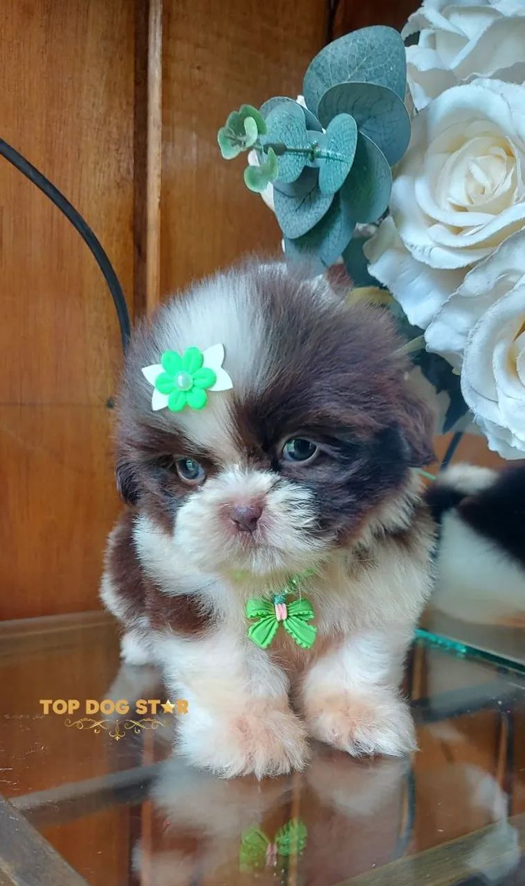 Shih tzu alto padrão  - Foto 2
