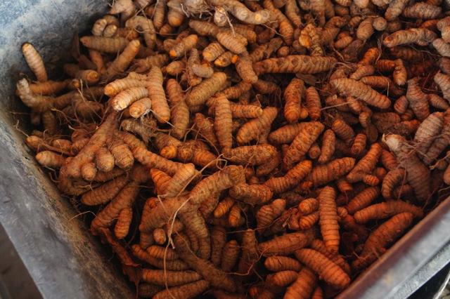 Raiz de Cúrcuma kg